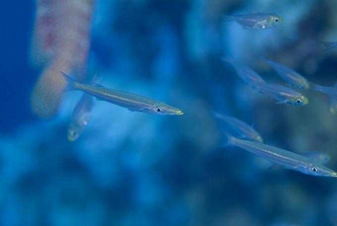 Juvenilní Barracuda (Sphyraena Sp.). Byl nalezen mezi hustou školou žlutého zametače využívající ochranu Redmouth Grouper, dokud jejich rostoucí velikost nedala jejich maskování. Rudé moře