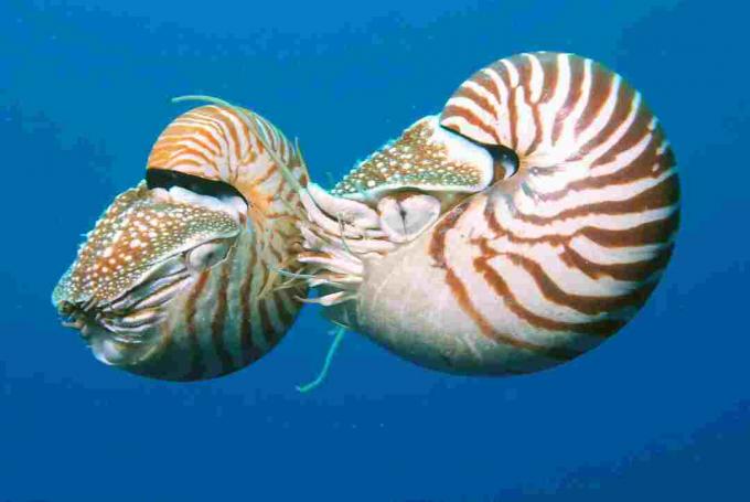 Dva nautilusy