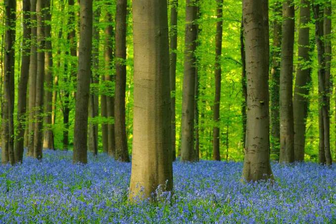 Biomas lesa zahrnuje mírné lesy, tropické lesy a boreal lesy. Zde zobrazený bukový les se nachází v Belgii.