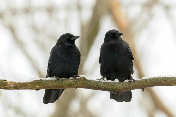 dvě vrány sedící na větvi