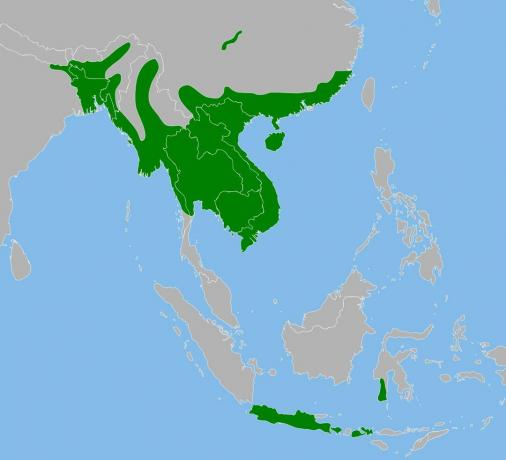 Barmský pythonský rozsah v Asii.