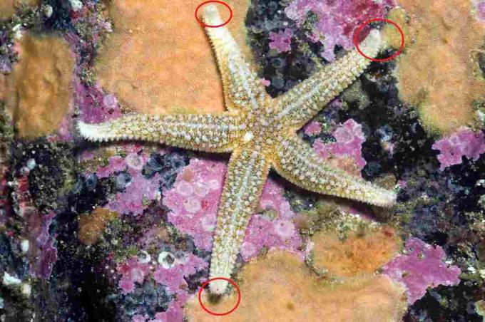 Common Sea Star, ukazující oční skvrny / Paul Kay, Getty Images