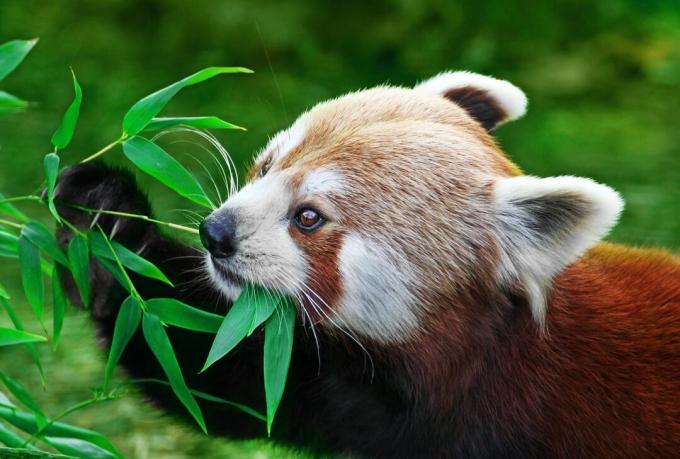 Červená panda je upravena tak, aby trávila hodiny bdění jídlem bambusu.