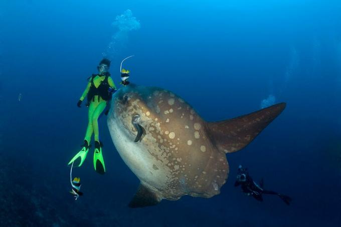 Ocean Sunfish and Diver, Mola Mola, Bali Island, Indo-Pazific, Indonésie