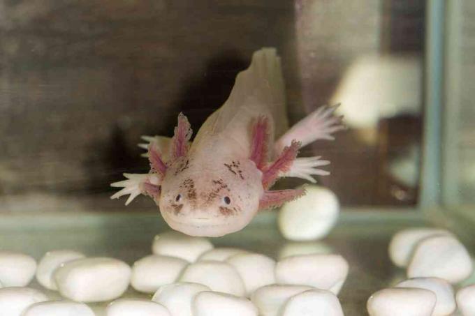 Axolotl bude jíst všechno dost malé, aby se vešlo do jeho úst.