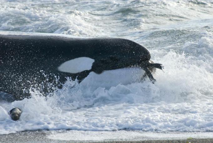 Kosatka velryba (Orcinus orca) s juvenilním lachtanem jižní (Otaria flavescens) v ústech, Patagonie, Argentina, Atlantský oceán