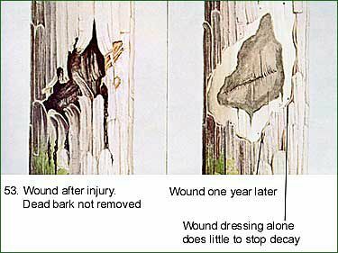 Kmen stromu zraněný před a po