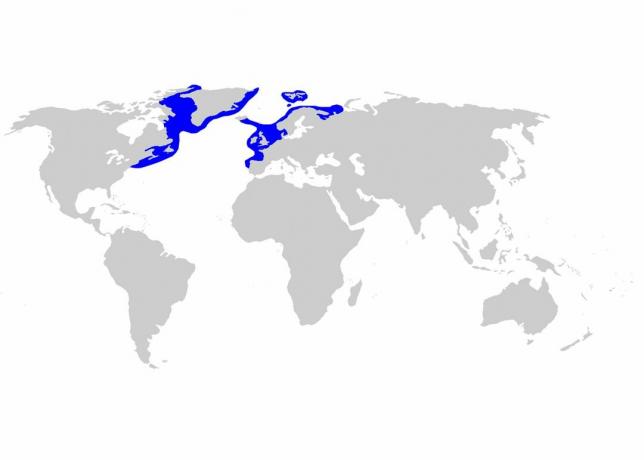 Distribuce žraloků v Grónsku