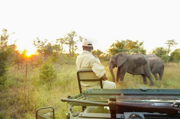 Průvodce sledováním ochrany seděl na přední části vozidla safari při pohledu na slona afrického v herní rezervaci