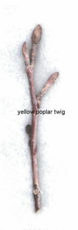 Větvička žlutého topolu