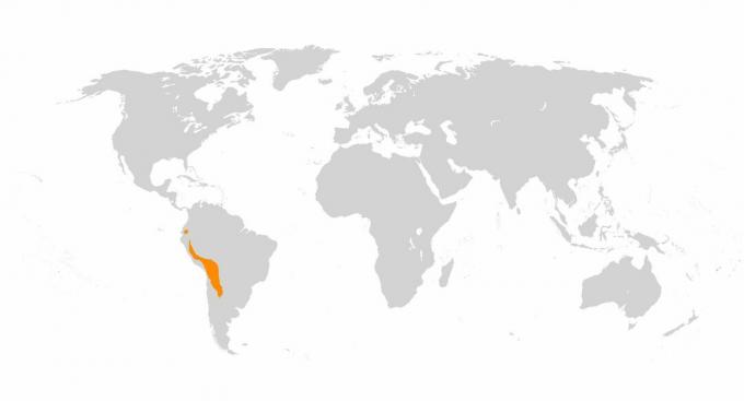 Lamy a alpaky vyplynuly z domestikace guanaků a vicun v Andách.