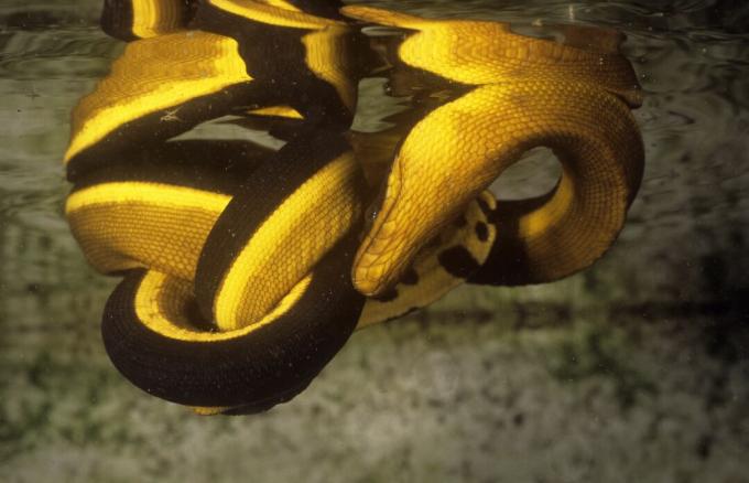 Takzvaný kalifornský mořský had je ve skutečnosti žlutozobý mořský had.