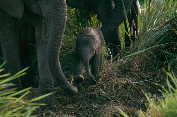 Baby Elephant v národním parku Virunga