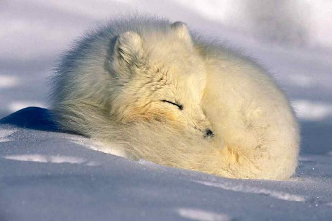 Polární liška přežívá v chladném podnebí díky svým vlasům, což je jedna z vlastností savce