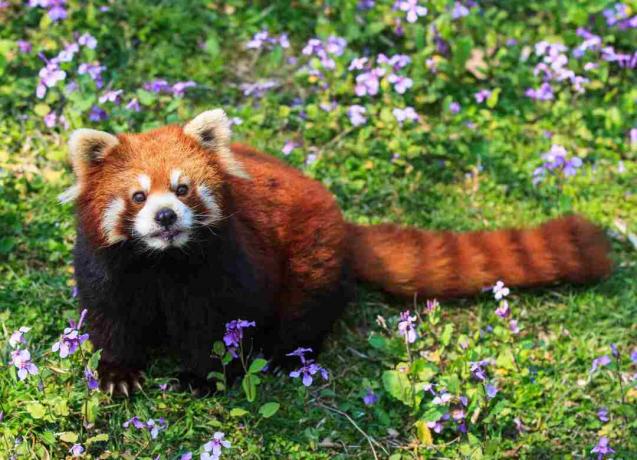 Červená panda má načervenalé kožešiny, maskovanou tvář a pruhovaný ocas.
