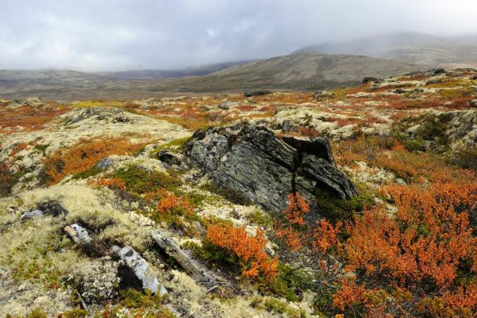 Podzimní tundra krajina v Norsku, Evropa.