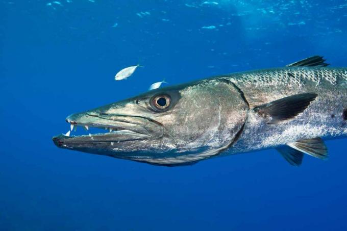 Barracuda dostane defenzivní