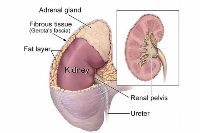 Anatomie ledvin