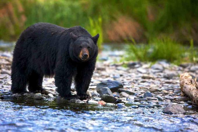 Černý medvěd (Ursus americanus) stojící v skalnatém proudu, Britská Kolumbie, Kanada