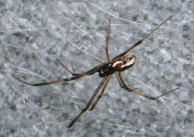 Mužský redback pavouk