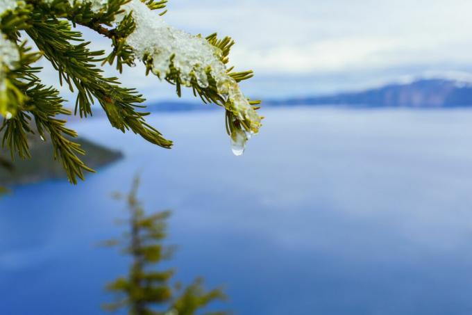 Zblízka tajícího sněhu na větev stromu nad Crater Lake, Oregon, Spojené státy americké