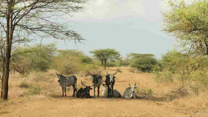 Zebu v parku Awash, Afar, Etiopie