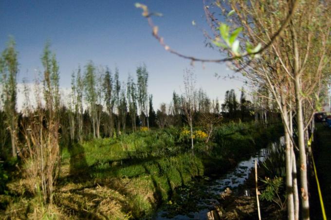 Chinampa Field Scene, Xochimilco