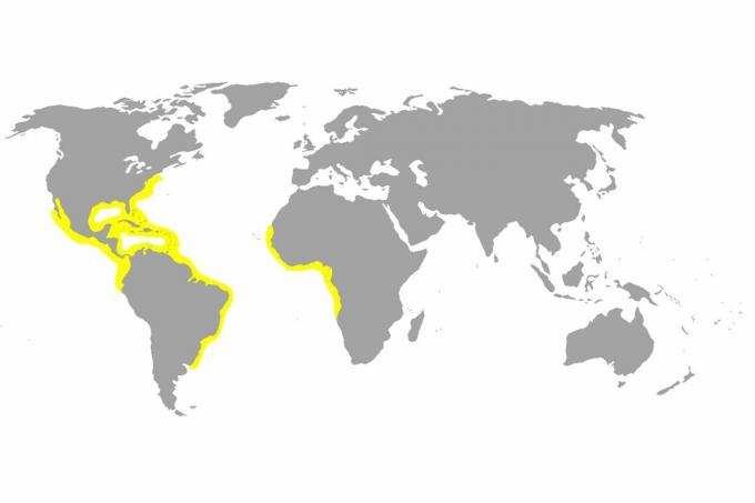 Mapa distribuce žraloka citronu.