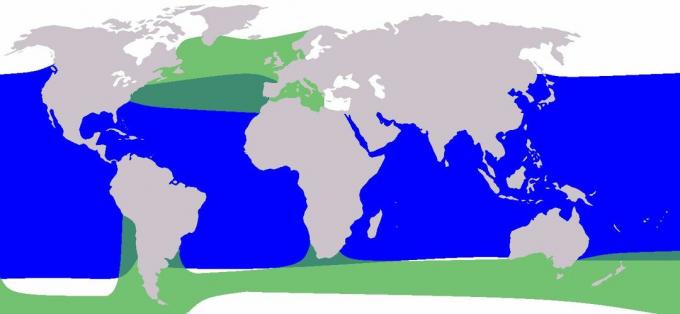 Pilotní velryba: pilotní velryba s krátkými žebry v modré a dlouhosrstá pilotní velryby v zelené.
