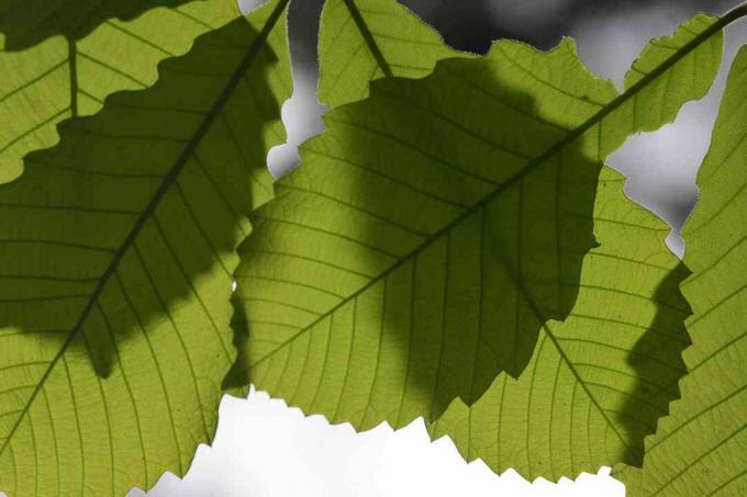 Makro zubatých dubových listů vrhá stíny na spodní listy