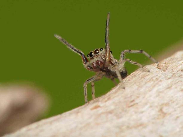 Skákání makro pavouka s nohama nahoru