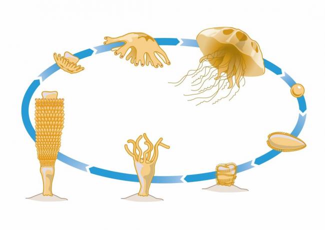 Životní cyklus medúzy
