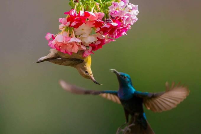 Mužské a ženské fialové sunbirds