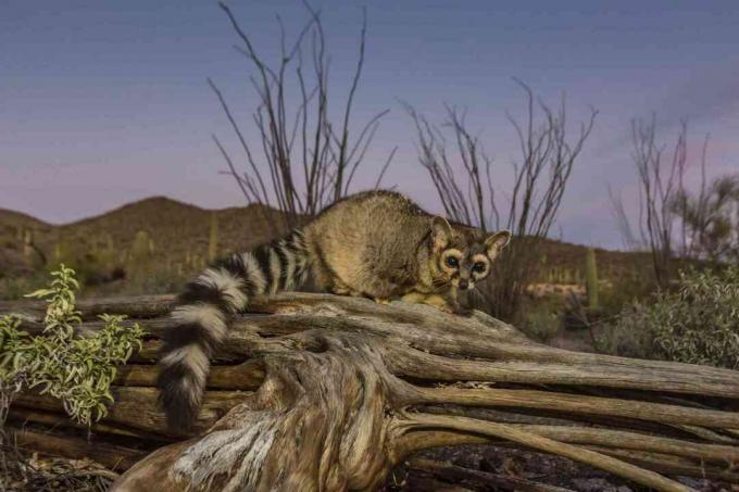 V zajetí ringtail (Bassariscus astutus)