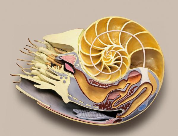 Průřezový model komorového nautilu