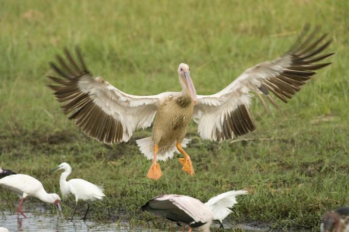 Pelikán růžový (Pelecanus rufescens), přistávající, delta Okavango, Botswana