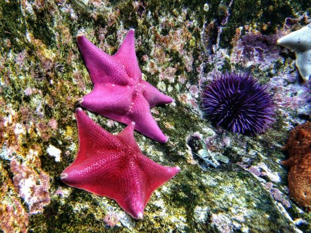 Echinoderms: hvězdice a fialový mořský ježko