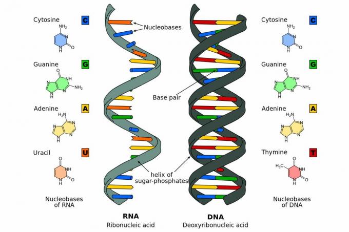 DNA vs RNA