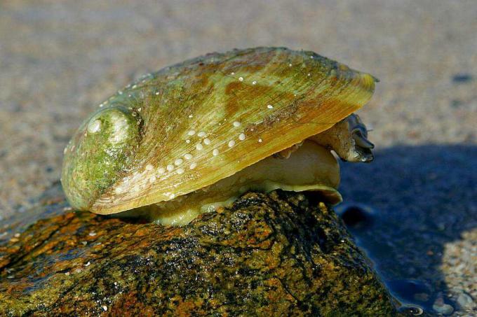 Green Abalone on Rock