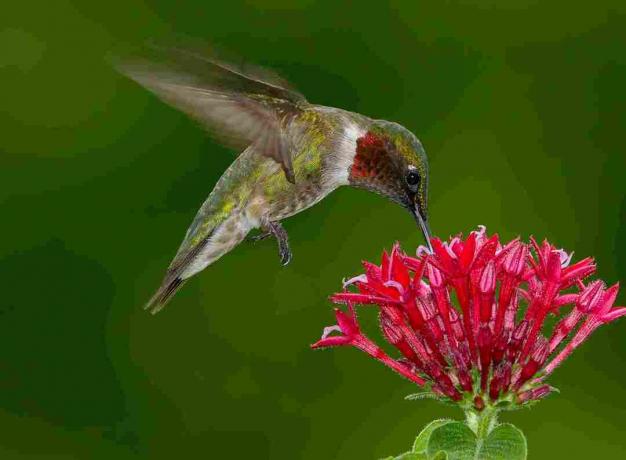 Muž Ruby-throat kolibřík v letu vznášející se a pití ze shluku malých červených květů na zeleném pozadí