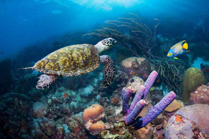 Wueen Angelfish a Hawksbill Turtle, Ntherlands Antilles