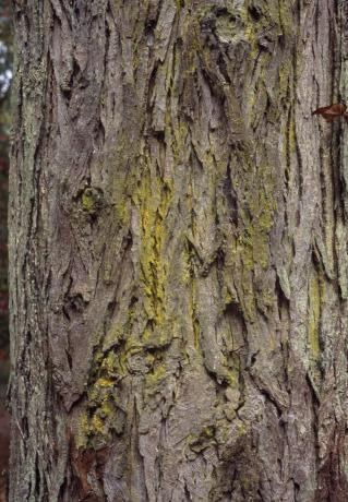 Kůra Shellbark Hickory: Carya laciniosa