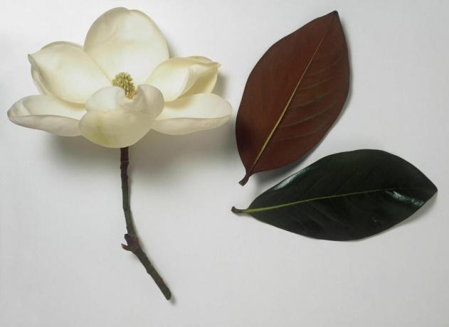 Magnolia grandiflora (býčí záliv) čistě bílá