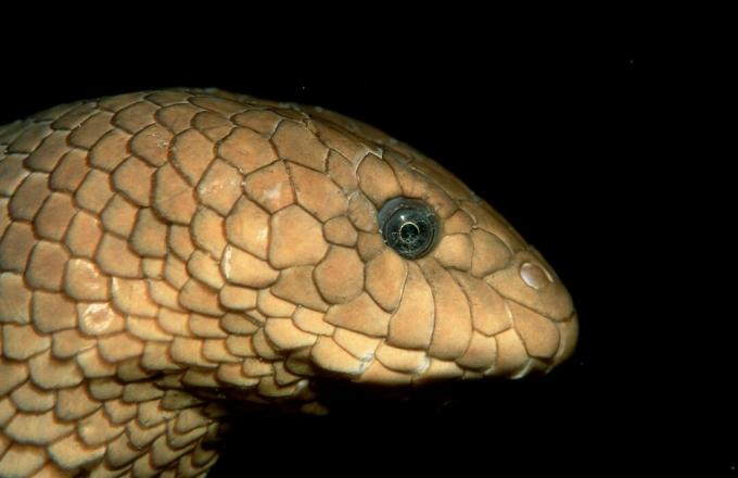 Hadí olivový, Hydrophiidae, Tichý oceán, Papua Nová Guinea