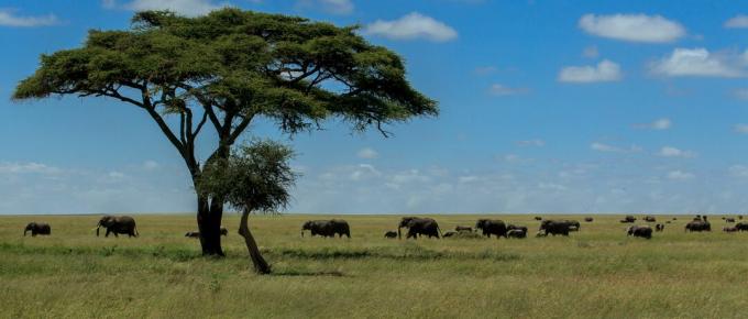 Panoramatický snímek slonů na poli proti obloze