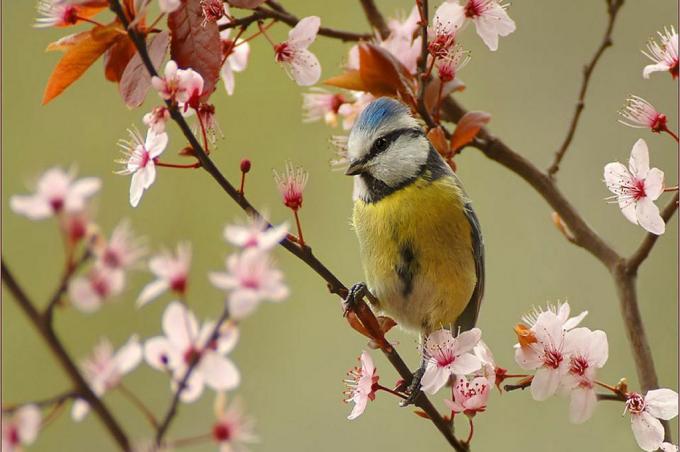Žlutý a modrý pták na větvi s růžovými květy a červenými listy