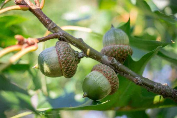 Tři zelené žaludy ořechy na větve vavřínového dubu