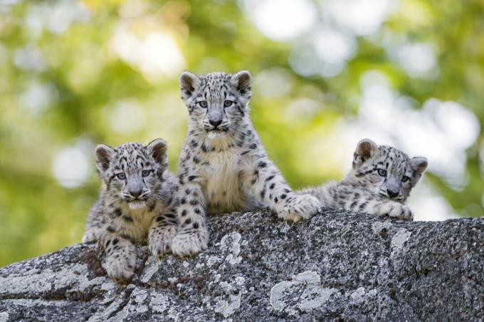 Mláďata sněžného leoparda mají černé skvrny, které se mění, když se kočky blíží zralosti.