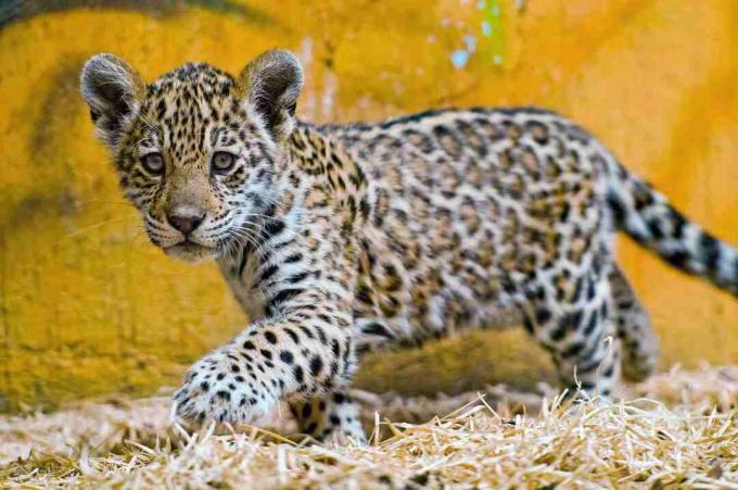 Jaguarští mláďata jsou spatřena.