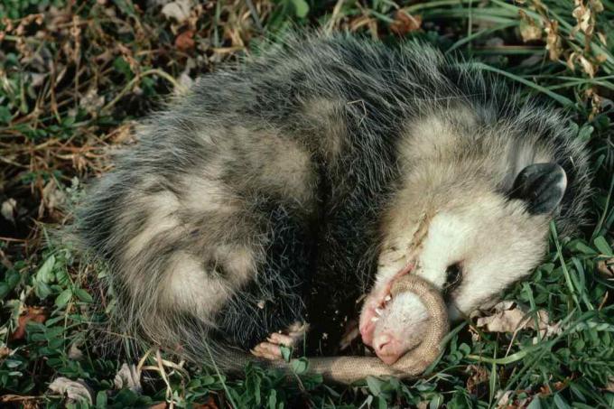 Virginia Opossum hraje mrtvý